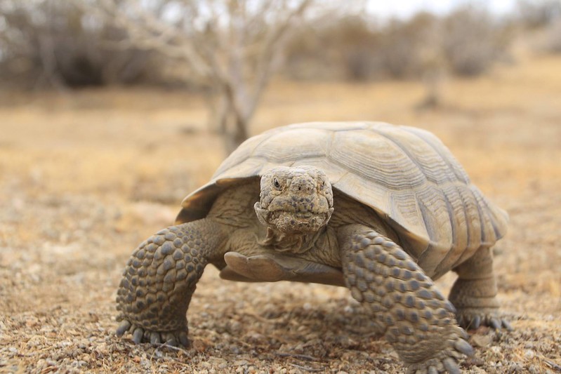 A desert tortoise looks at the camera. A desert tortoise looks at the camera.
