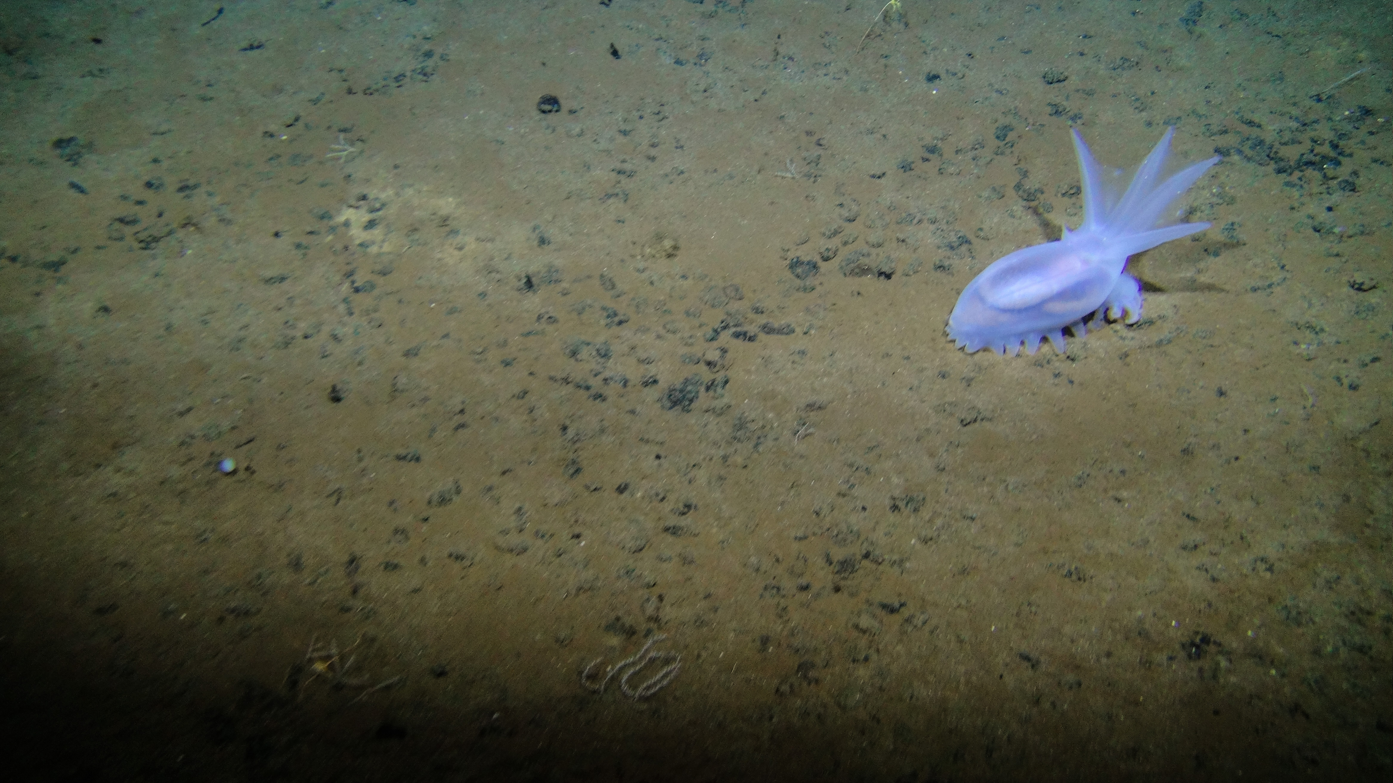 A purple sea cucumber. A purple sea cucumber.