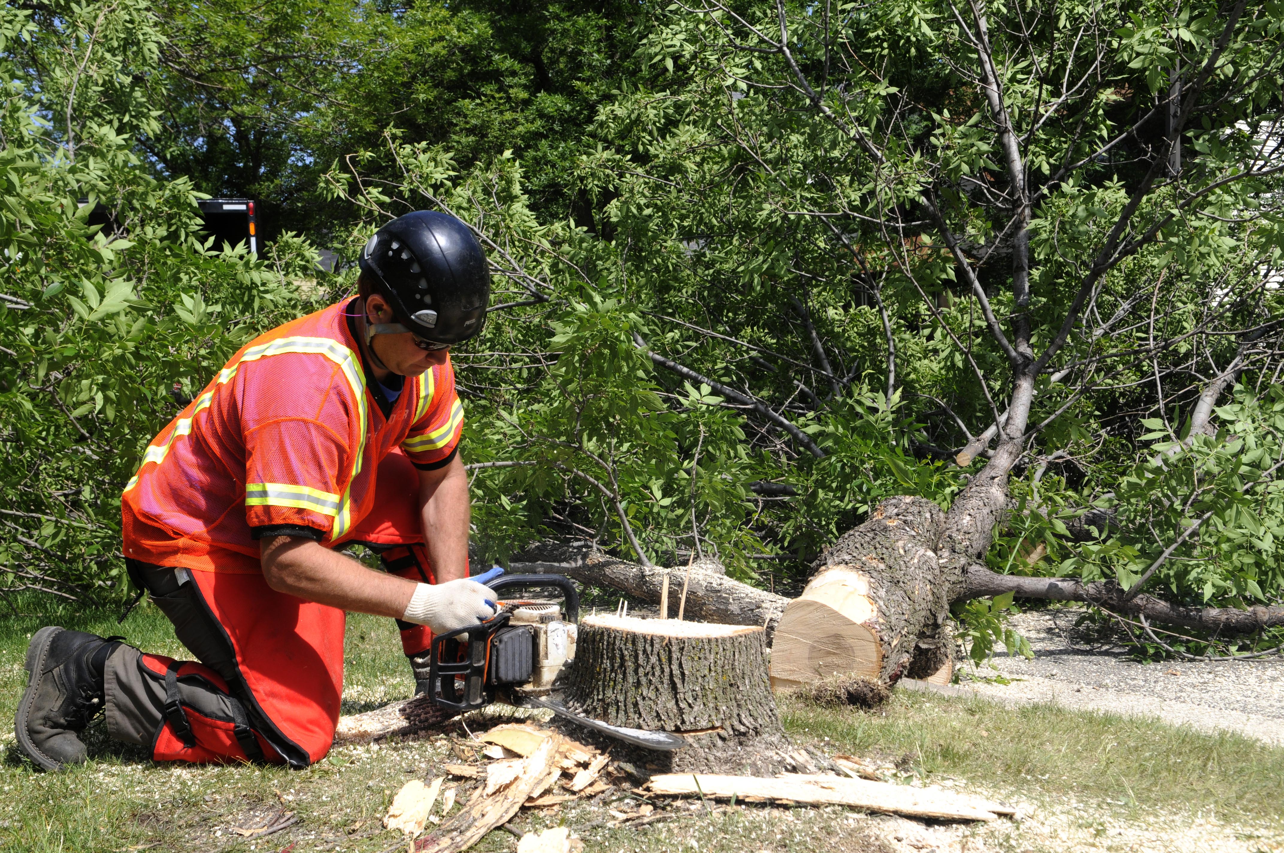 St. Paul Parks & Recreation worker Shawn Locke uses a chainsaw to remove the stump of an ash tree. St. Paul Parks & Recreation worker Shawn Locke uses a chainsaw to remove the stump of an ash tree.