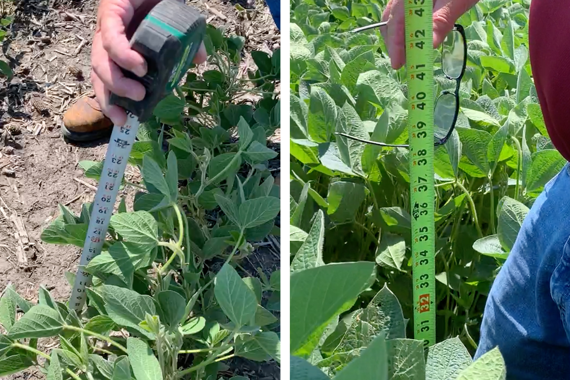 In Roquet's soybean field, the plants in the ground dug up for the Dakota Access oil pipeline are about half as tall as those untouched by construction. In Roquet's soybean field, the plants in the ground dug up for the Dakota Access oil pipeline are about half as tall as those untouched by construction.
