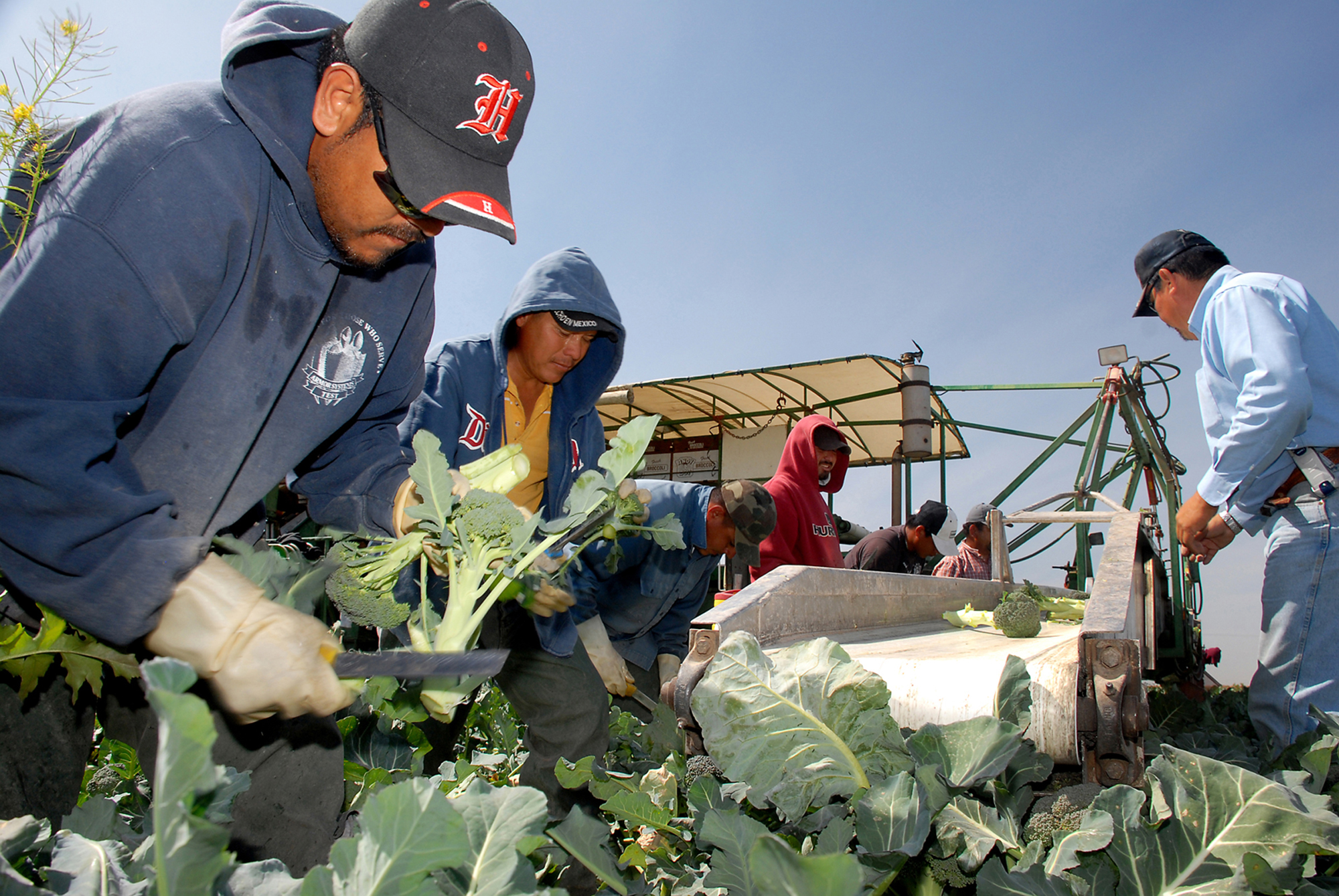 Farmworkers in March 2008 cutting broccoli stems. Farmworkers in March 2008 cutting broccoli stems.