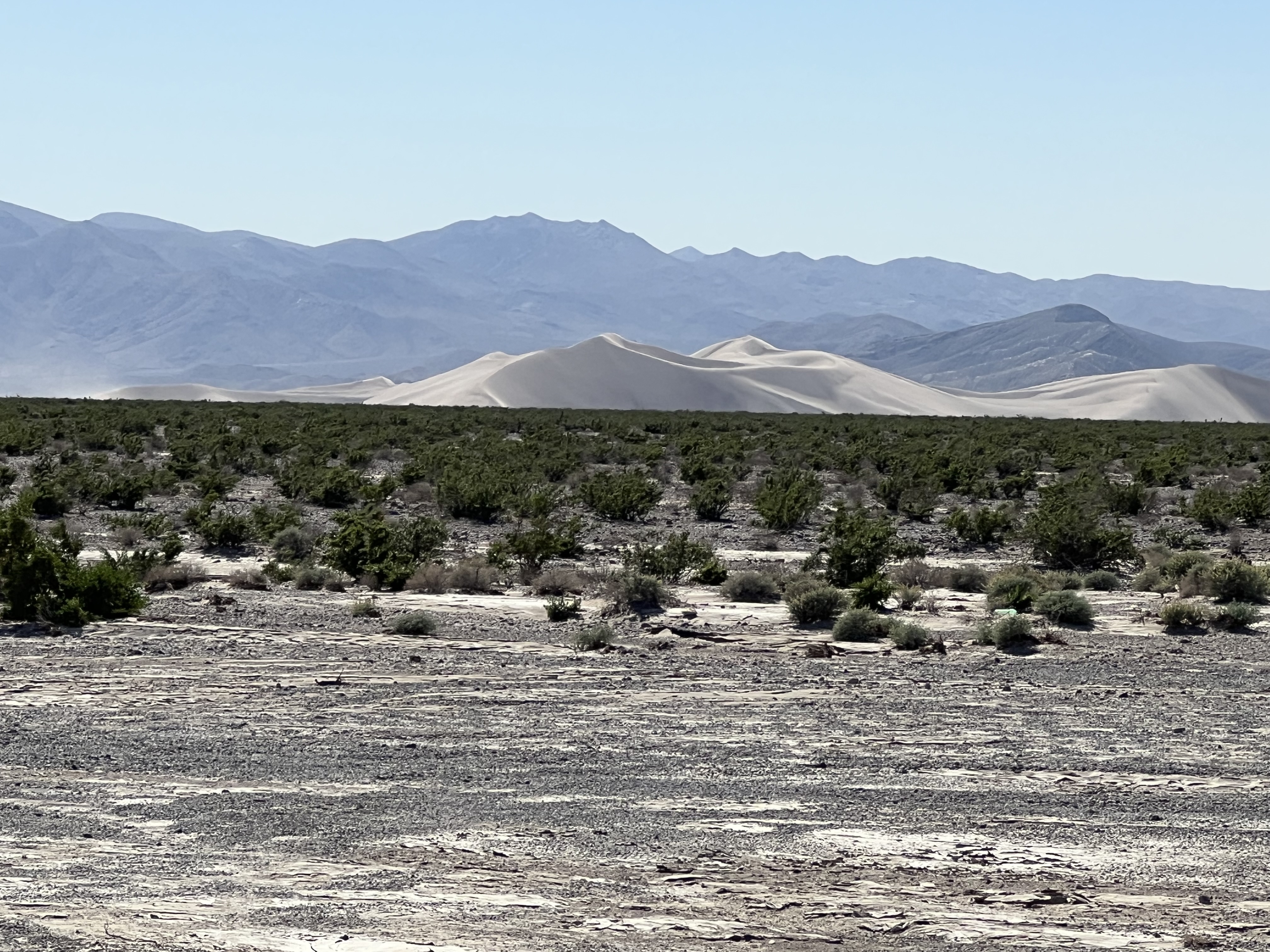 Desert land, covered in plants, with mountains in the background. Desert land, covered in plants, with mountains in the background.