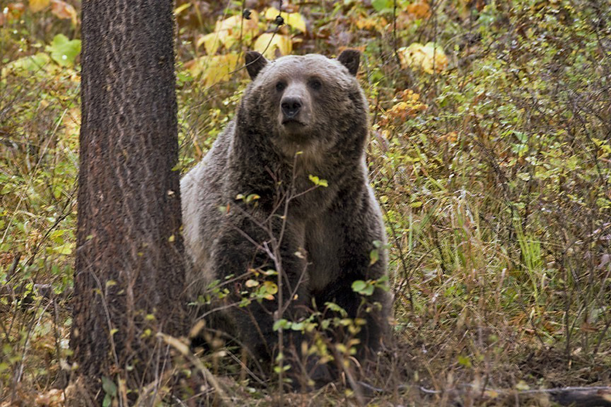 A sow grizzly bear next to a tree. A sow grizzly bear next to a tree.